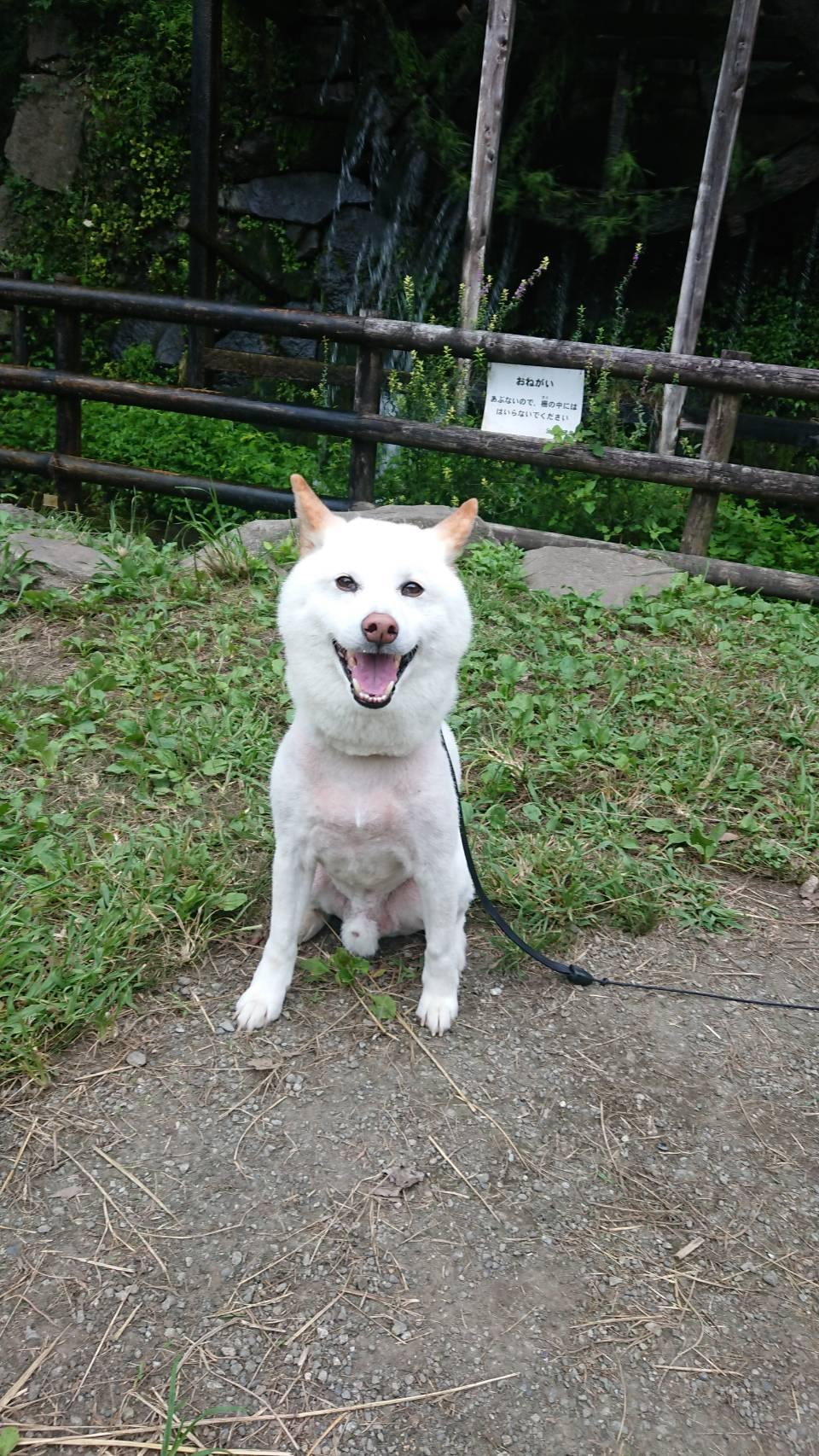 大和市泉の森公園にお散歩に行ってきました