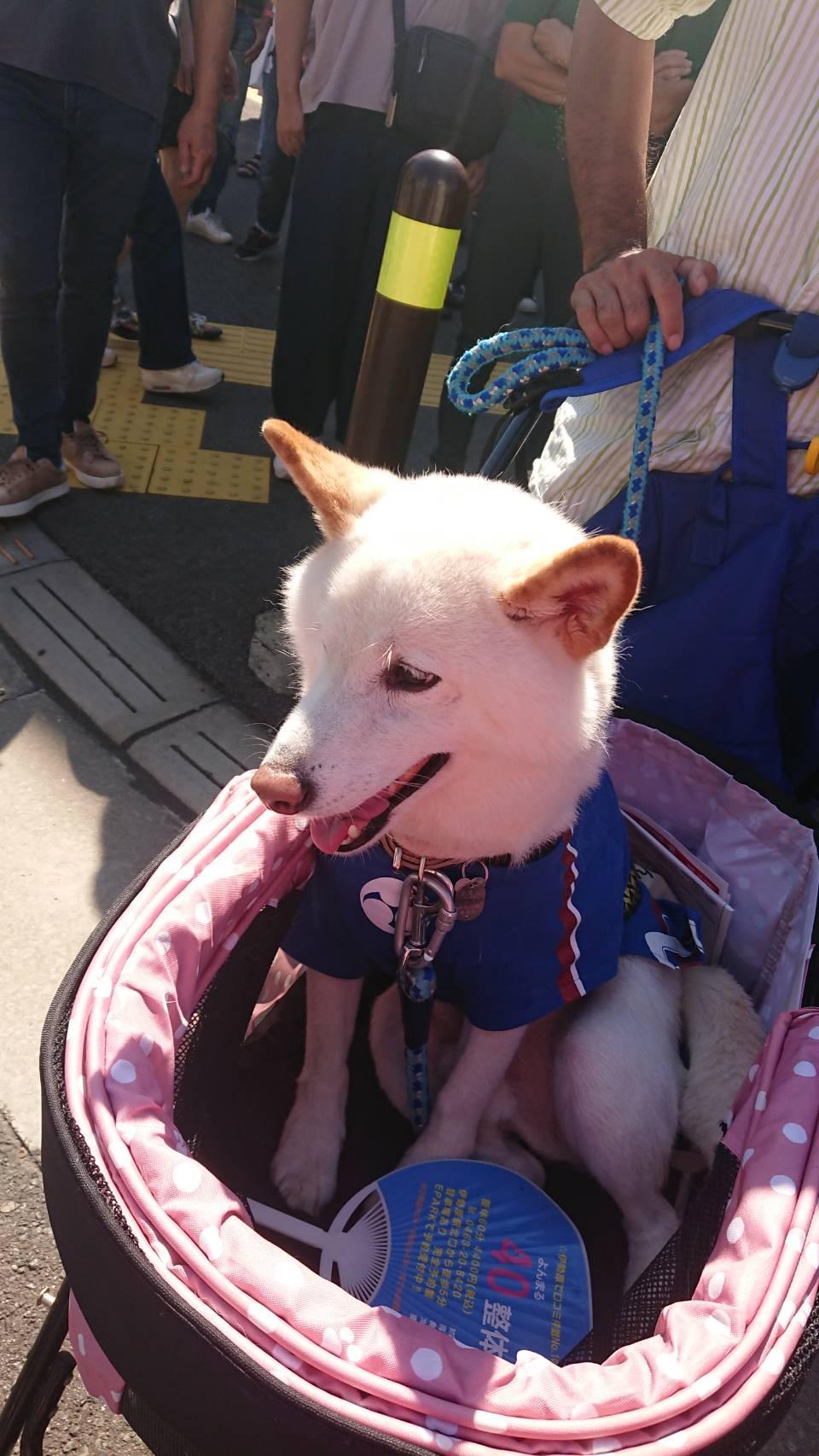 伊勢原観光道灌祭りに行ってきました②