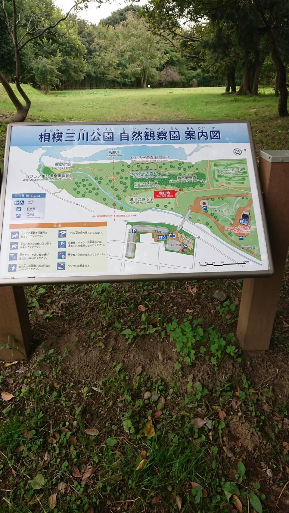 神奈川県立相模三川公園に行ってきました①