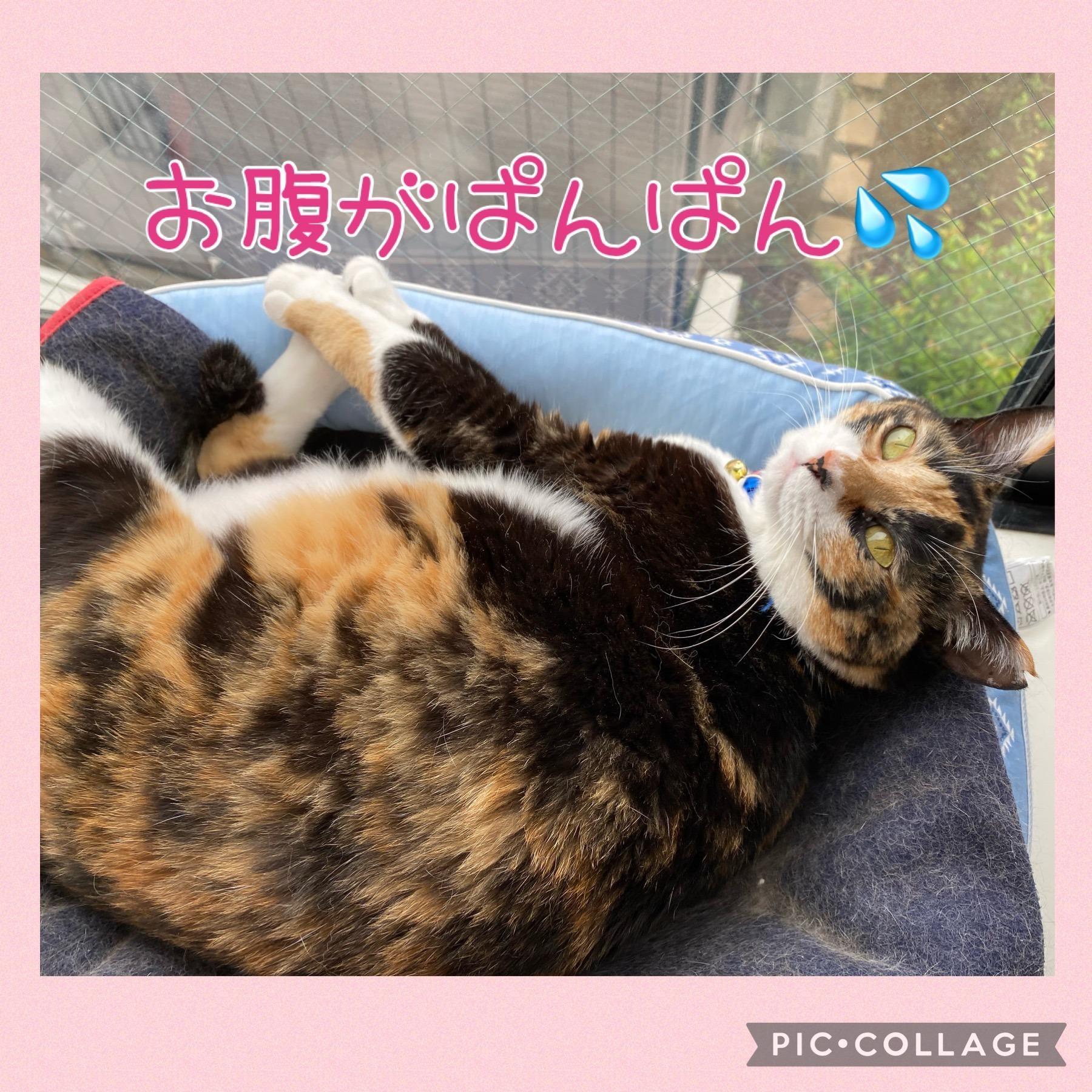 アンバサダー猫のウランちゃん