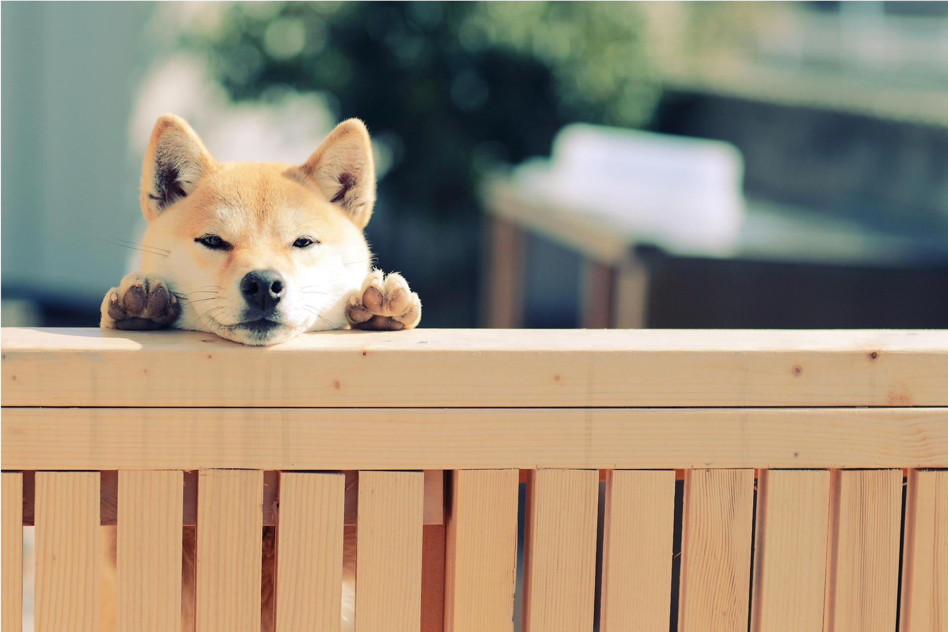 愛犬家住宅ってご存じですか？