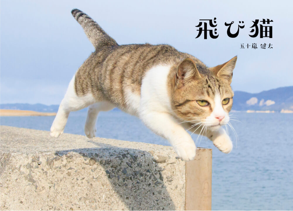 飛び猫　写真家：五十嵐健太