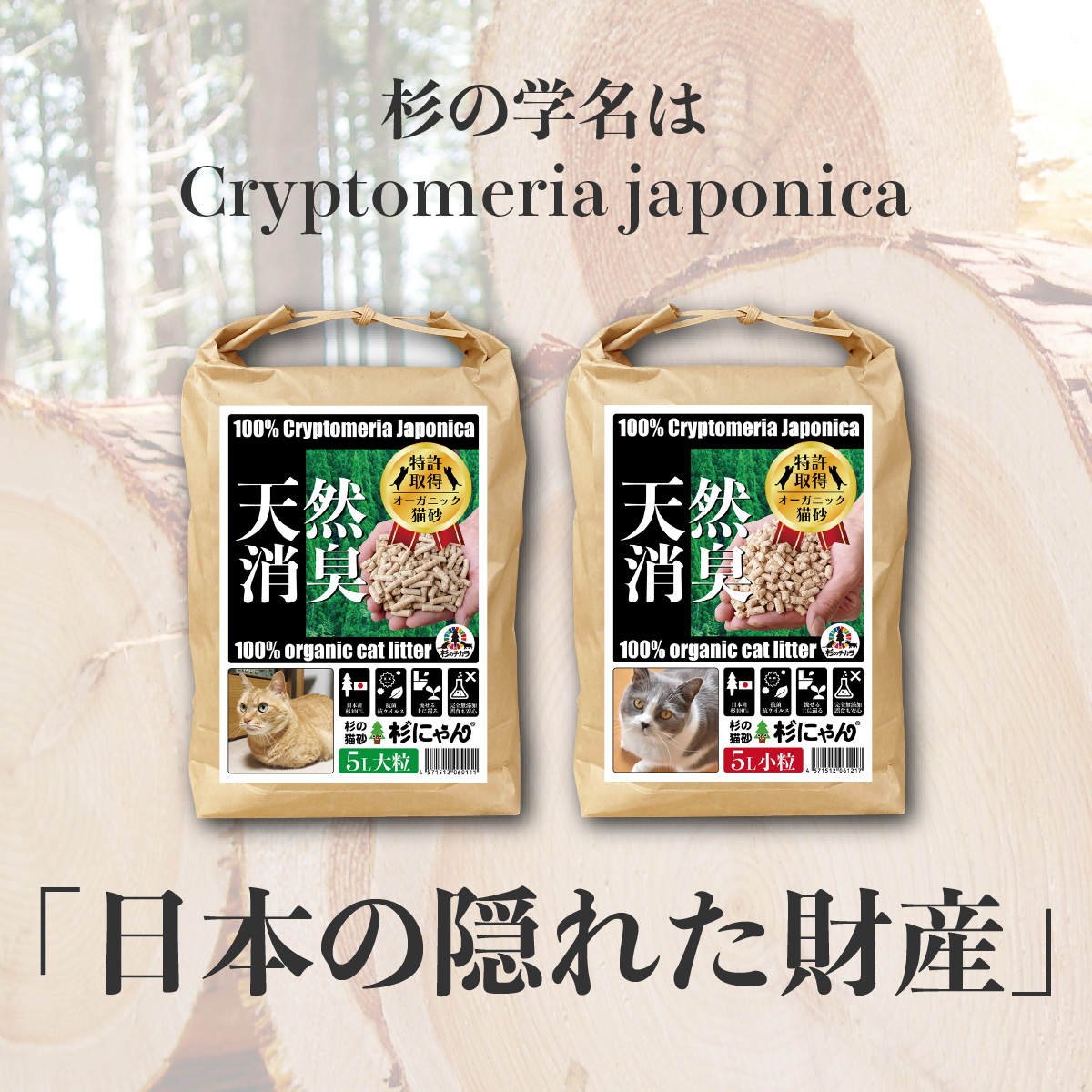 杉にゃん本舗
