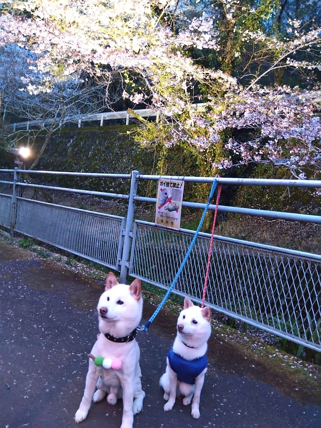 飯山白山森林公園の桜まつりに行ってきました。