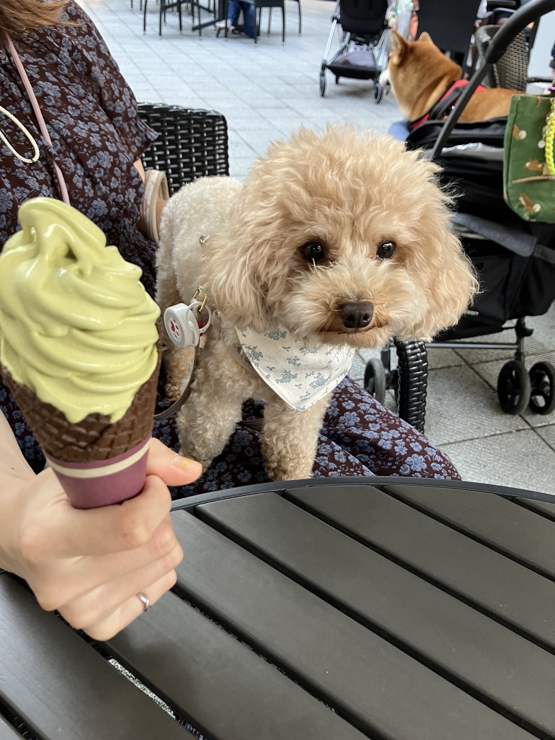 アンバサダー らいちゃんママ(横浜市)｜わんにゃんスマイル