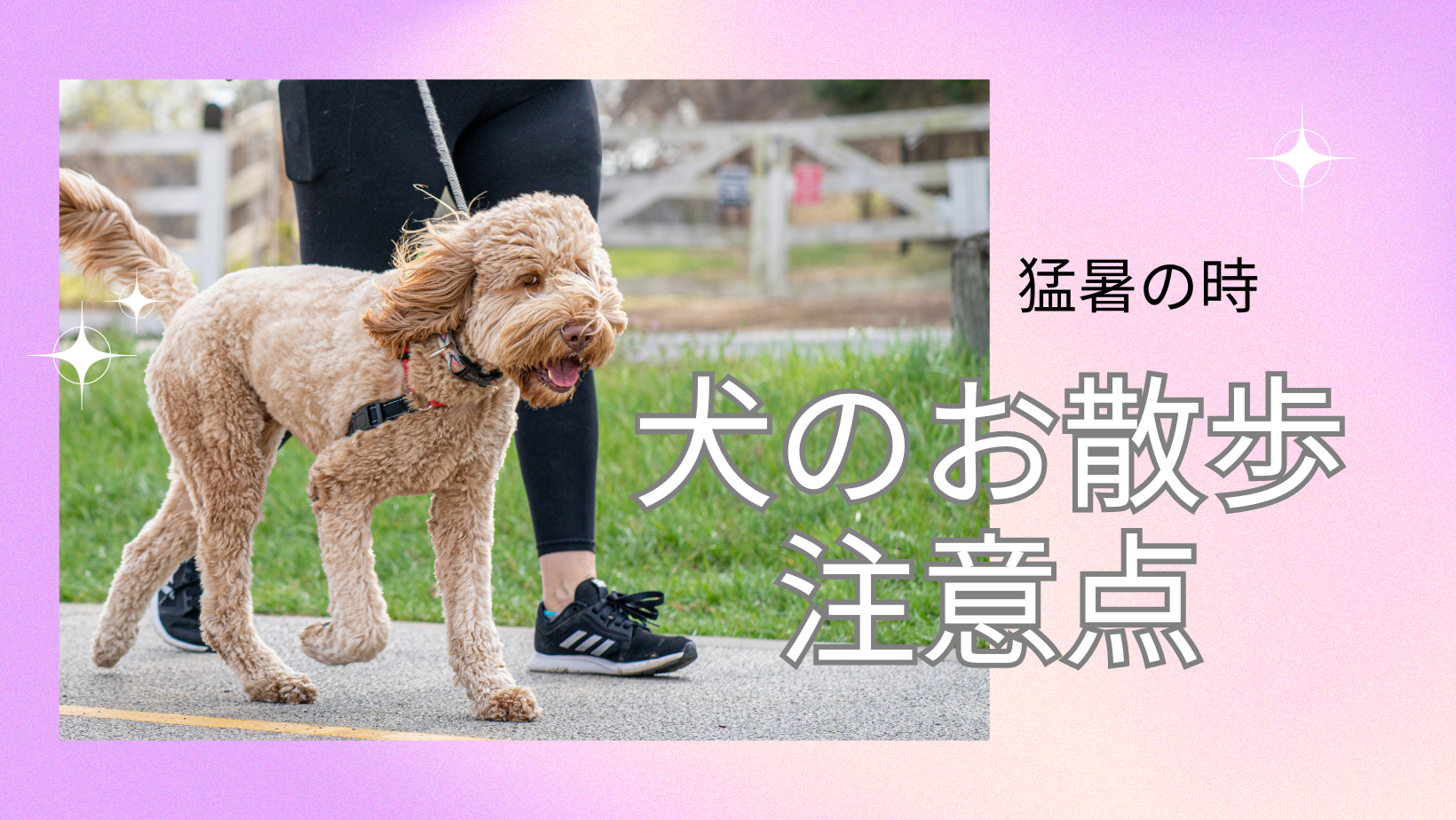 猛暑の時の犬のお散歩の注意点の記事情報