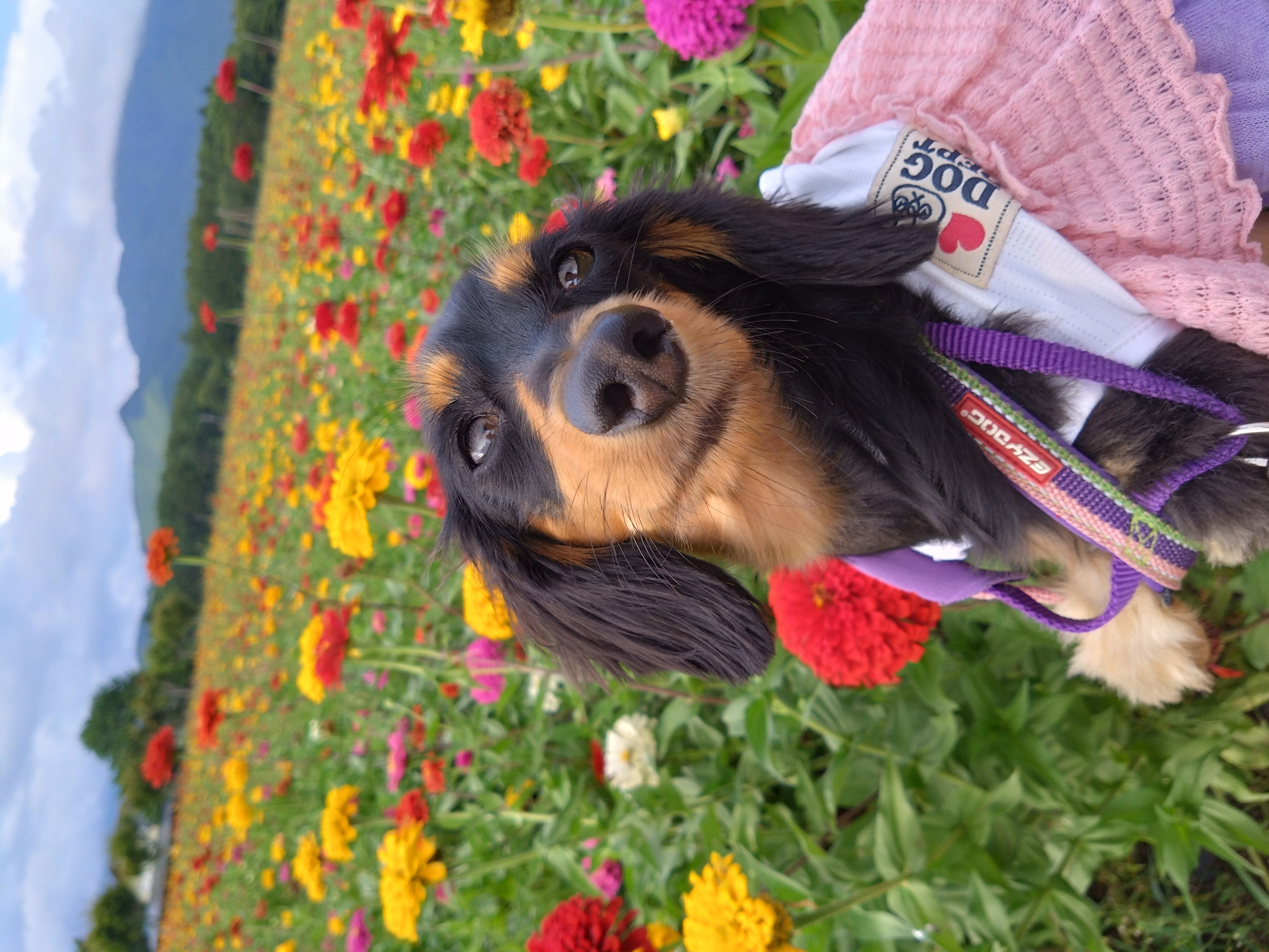 山中湖　花の都公園の記事情報