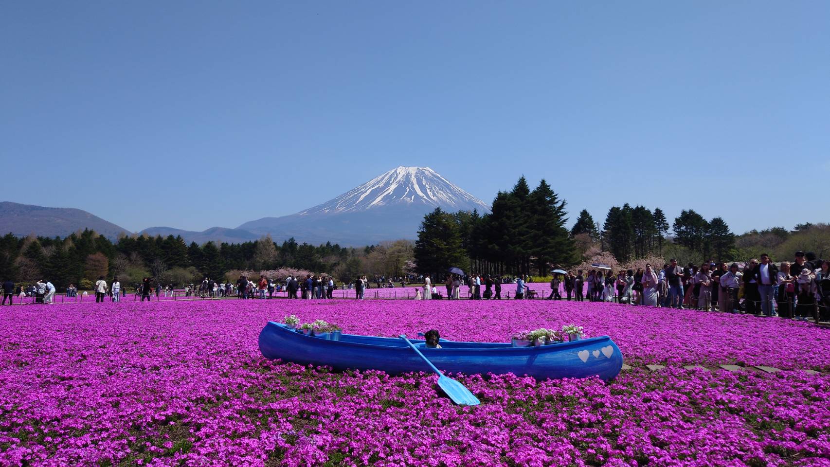 富士芝桜まつり