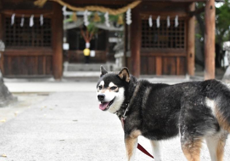 新宿 花園神社ペット同伴 安い