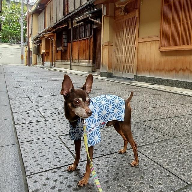 カミュ♂　14歳11ヶ月