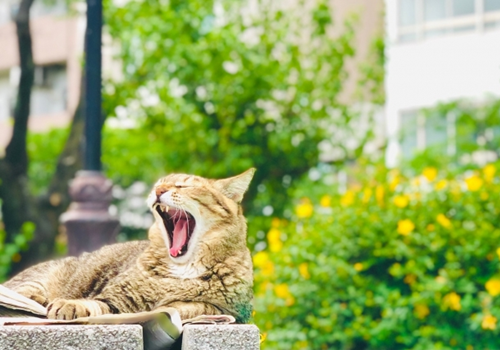 NEKOPEDIA ネコペディア 3