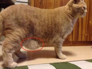 猫のお腹に余ってる皮の名前と、たるんでいる理由
