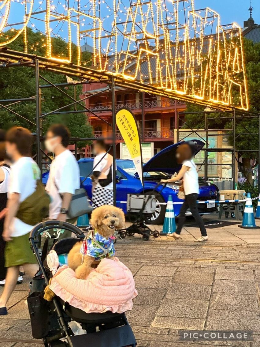 愛犬と横浜ナイトドッグイベントへ