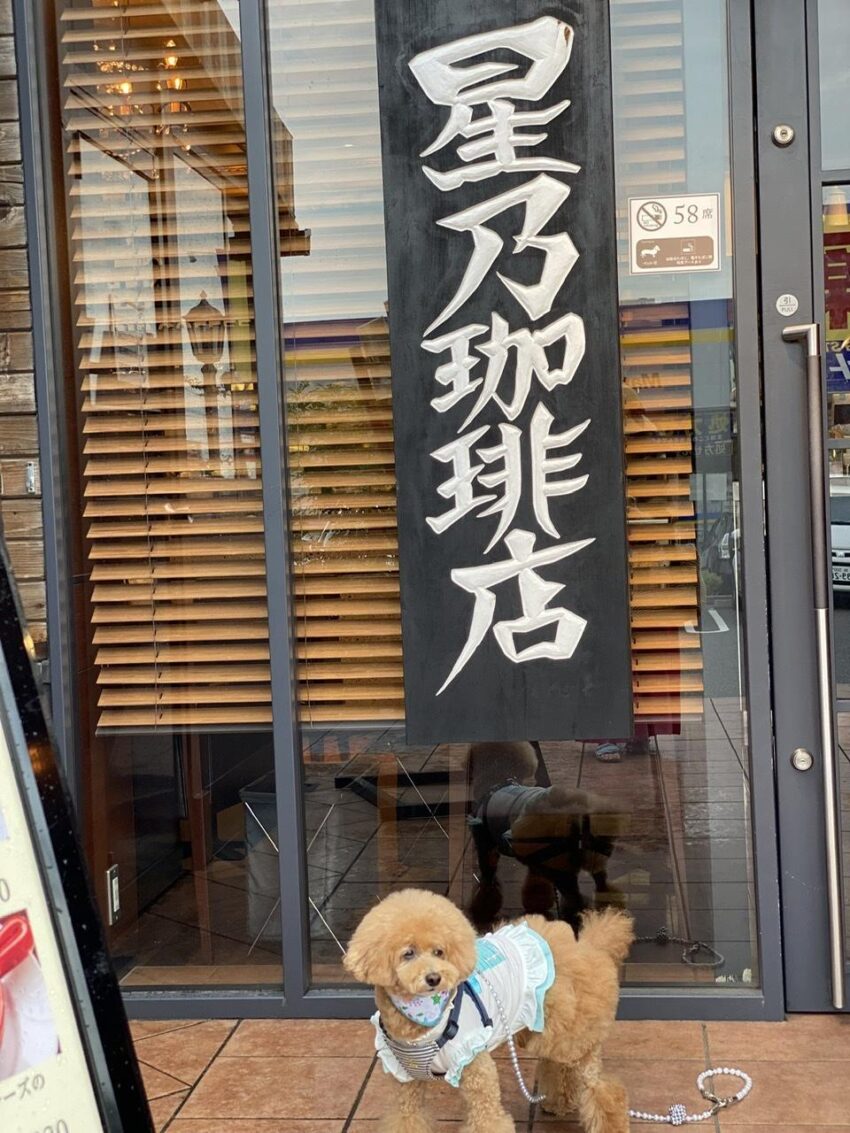 愛犬と星乃珈琲