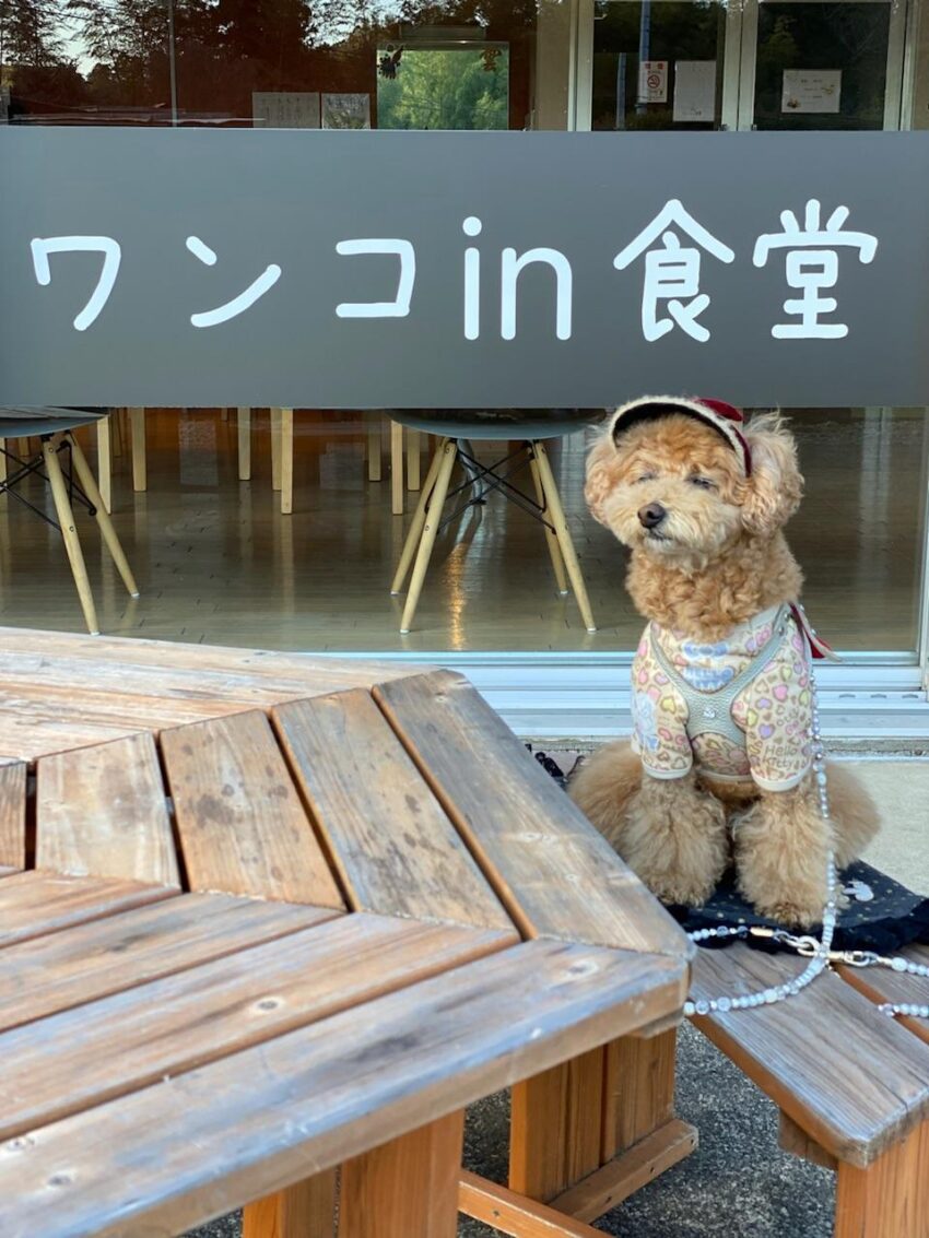 ワンちゃん | 種別 | わんにゃんスマイル