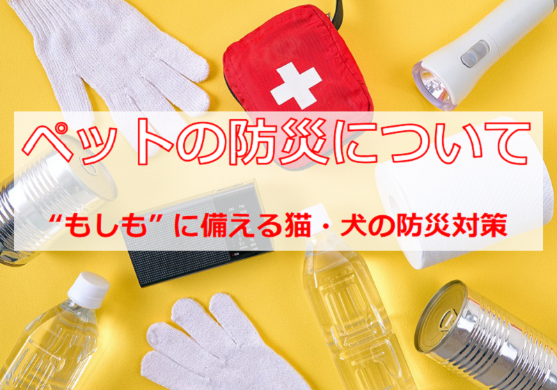 【ペットの防災】ペットの安心・安全を守ります！！