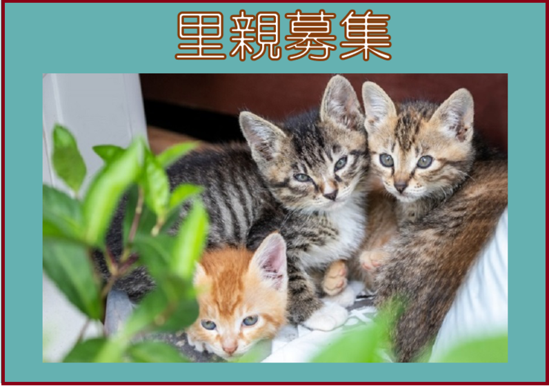 【里親募集】1匹でも殺処分を減らすために