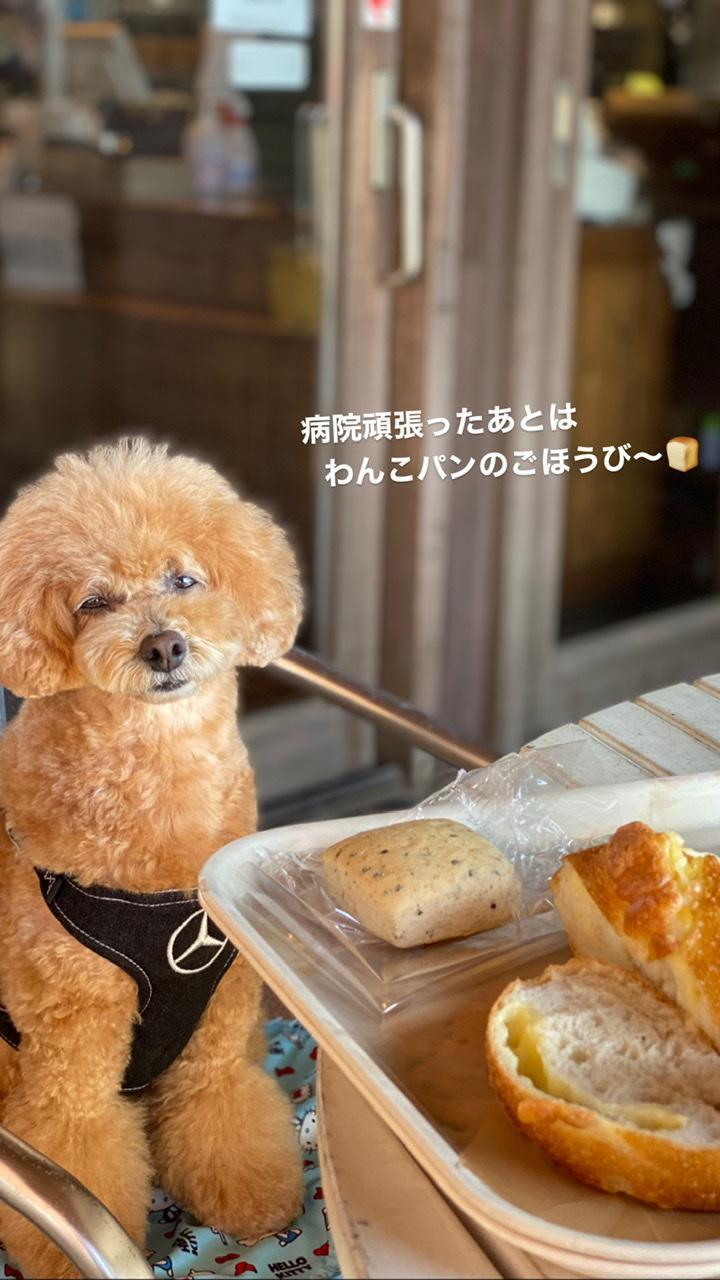 ワンちゃん | 種別 | わんにゃんスマイル