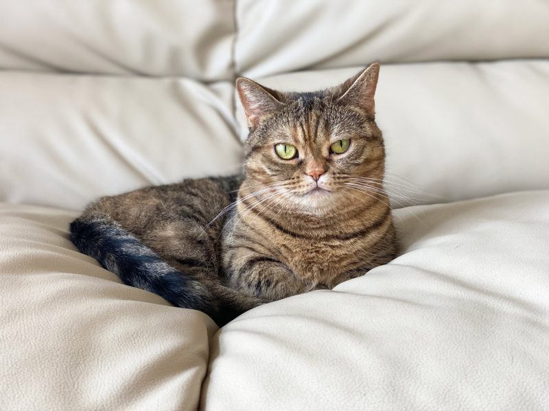 猫とも新聞 2
