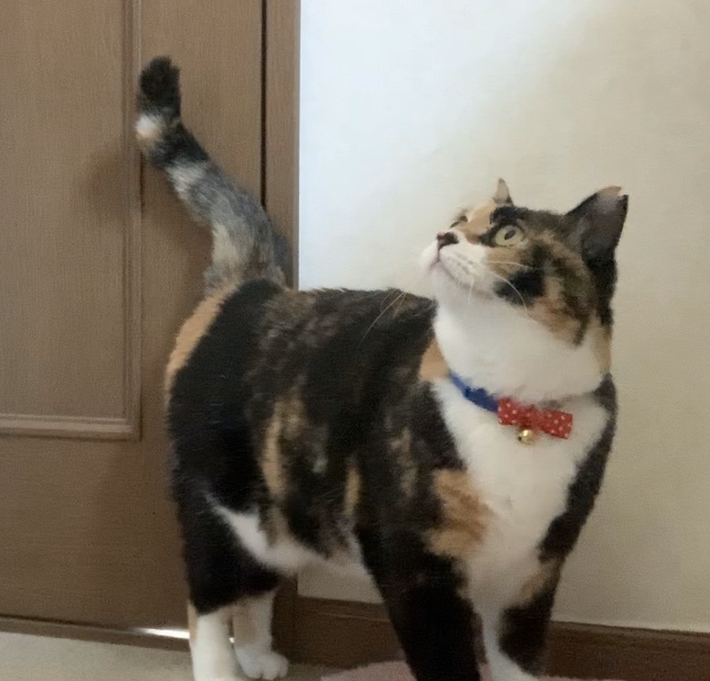 わんにゃんスマイル社長ブログ 3