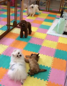犬のしつけでお悩みお困りの飼い主さんへ10個の質問