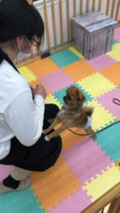 そのしつけ方法、あなたはしっくりしてますか？