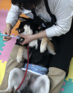 「①飼い主は犬を守る強いリーダー」になるための具体的イメージ、ポイント、コツ
