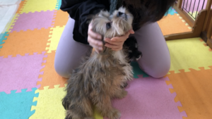 飼い主をリーダーと認めさせるトレーニング八策　二、ボディハンドリング