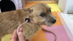 飼い主をリーダーと認めさせるトレーニング八策　三、リードタッチ