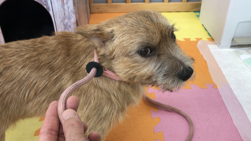 飼い主をリーダーと認めさせるトレーニング八策　三、リードタッチ