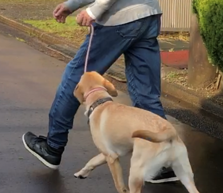 飼い主をリーダーと認めさせるトレーニング八策　四、リーダーウォーク