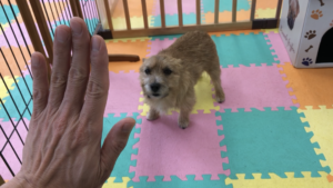 飼い主をリーダーと認めさせるトレーニング八策　五、基本コマンド