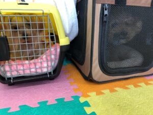飼い主をリーダーと認めさせるトレーニング八策　六、クレートトレーニング