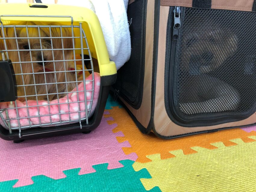 飼い主をリーダーと認めさせるトレーニング八策　六、クレートトレーニング