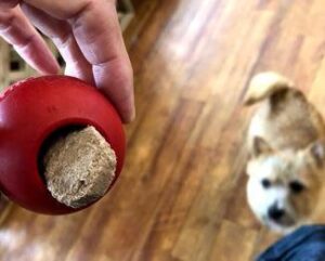 飼い主をリーダーと認めさせるトレーニング八策　七、コングプレイ