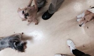 飼い主をリーダーと認めさせるトレーニング八策　八、主張返し