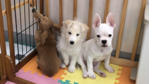 内弁慶の犬は飼いづらい
