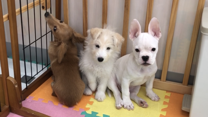 内弁慶の犬は飼いづらい