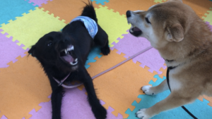 犬が教えてくれる「いじめっ子」と「いじめられっ子」の関係