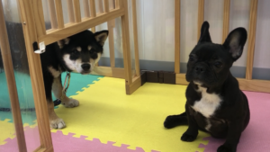失敗しない子犬選び　６つの質問