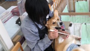 苦手を克服する跳び箱一段作戦