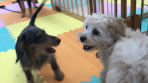毛が抜ける犬種、抜けづらい犬種の向き不向き、長所短所