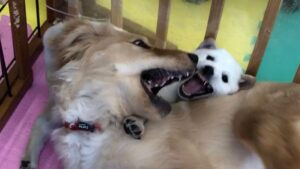 先住犬と二匹目が仲良く暮らせるためにやってあげること