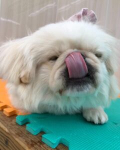 犬の食糞行動　３つの原因と対策について