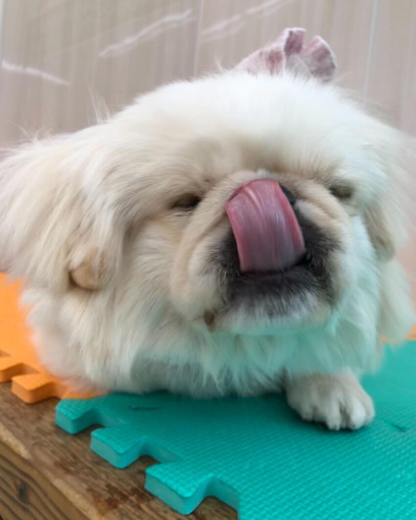犬の食糞行動　３つの原因と対策について