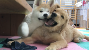 犬の問題行動の原因は社会性の低さから