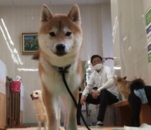 のしつけが上手くいく飼い主いかない飼い主