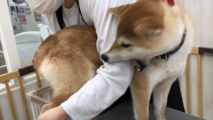 犬に噛まれる人の傾向と対策