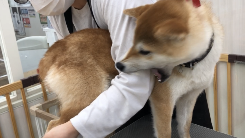 犬に噛まれる人の傾向と対策