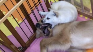 犬に噛まれるor咬まれる飼い主の特徴